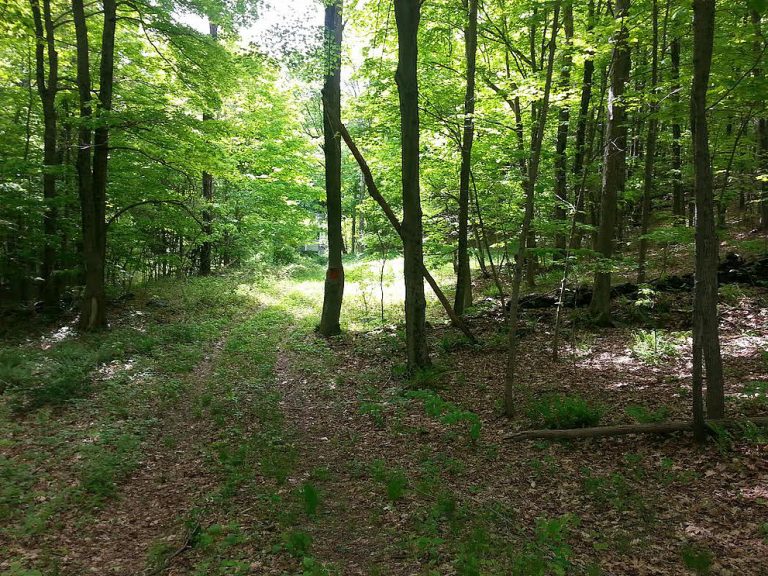 Read more about the article 149 acres in Dutchess County, Wingdale NY